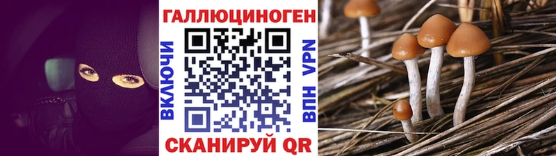 Купить  Малоярославец  Галлюциногенные грибы Psilocybine cubensis 